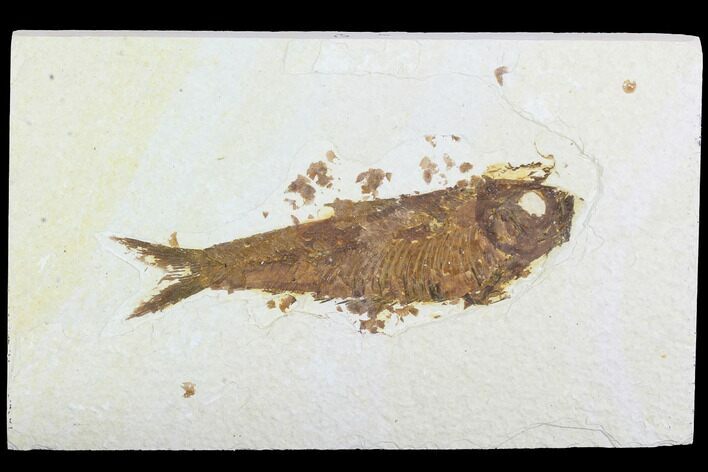 Bargain, Detailed Fossil Fish (Knightia) - Wyoming #99777